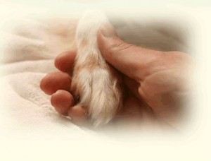 hand-holding-paw.jpg